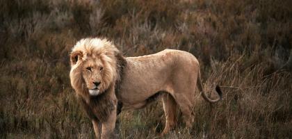 SCI Helvetia Chapter - Kenya "decides to lose its lions" as SADC countries use hunting to save theirs