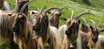 SCI Helvetia Chapter - Projet Caprin - Estiver des chèvres pour favoriser le tétras-lyre