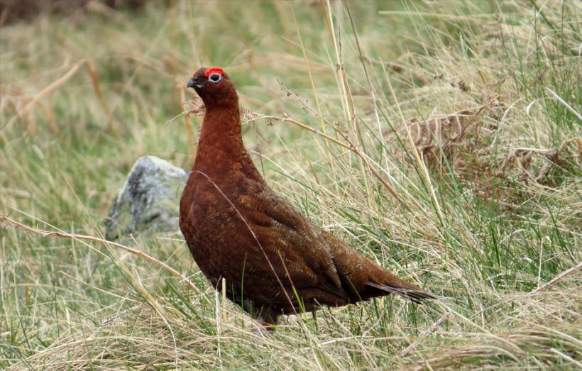 SCI Helvetia Chapter - Driven grouse shooting ban