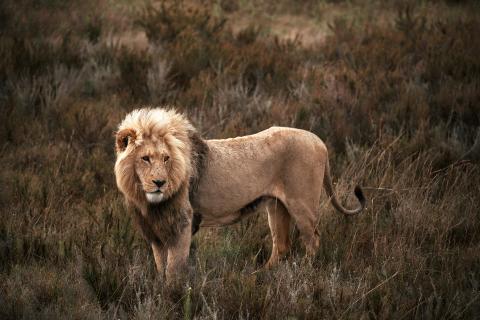 SCI Helvetia Chapter - Kenya "decides to lose its lions" as SADC countries use hunting to save theirs
