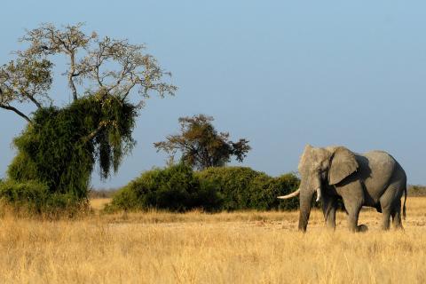 SCI Helvetia Chapter - Wildlife conservation success impossible in Africa without international hunting