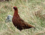 SCI Helvetia Chapter - Driven grouse shooting ban