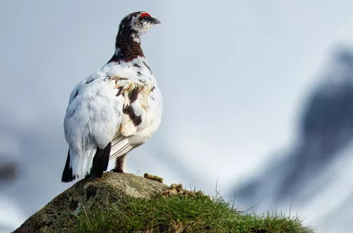 Photo de Jos van Ouwerkerk